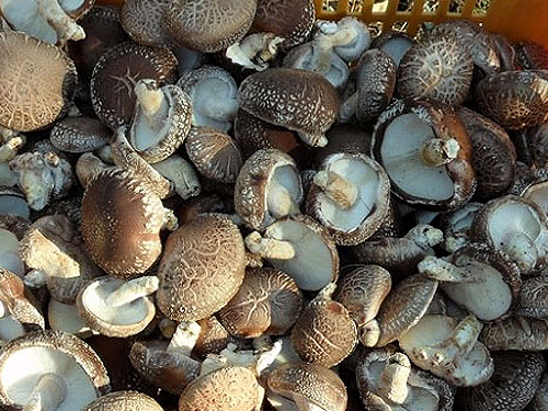 [����ǥ��]��ǥ��1kg(Ưǰ)(�ǸŽñ�3��~5��,9��~11��)