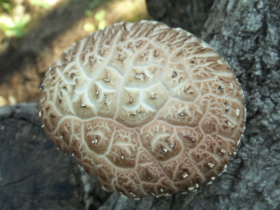 ��ȭ����Ʈ400g